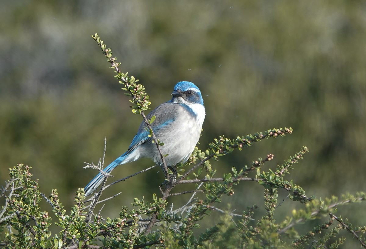 California Scrub-Jay - Jan Bugge