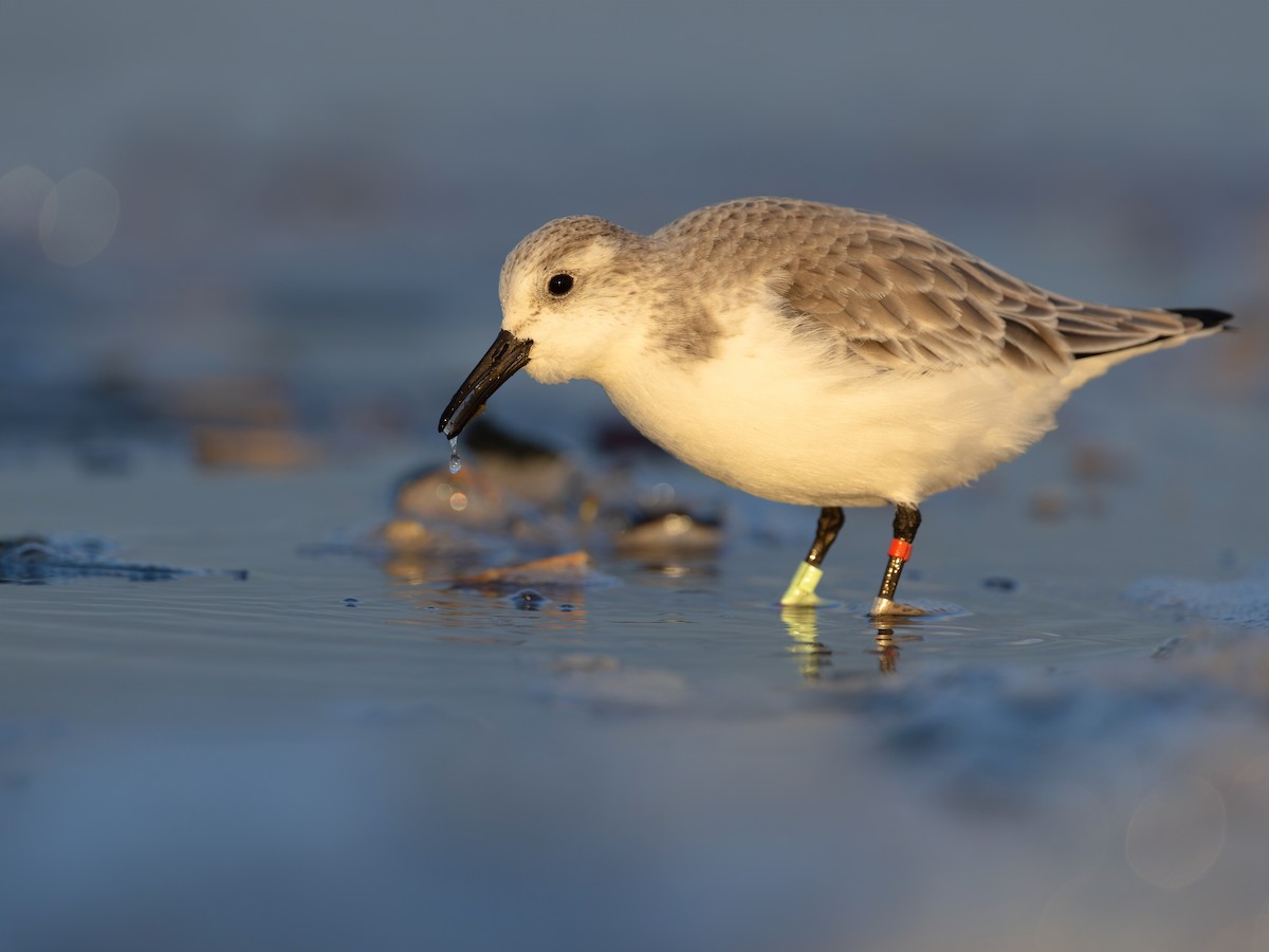 Ak Kumkuşu - ML613575454