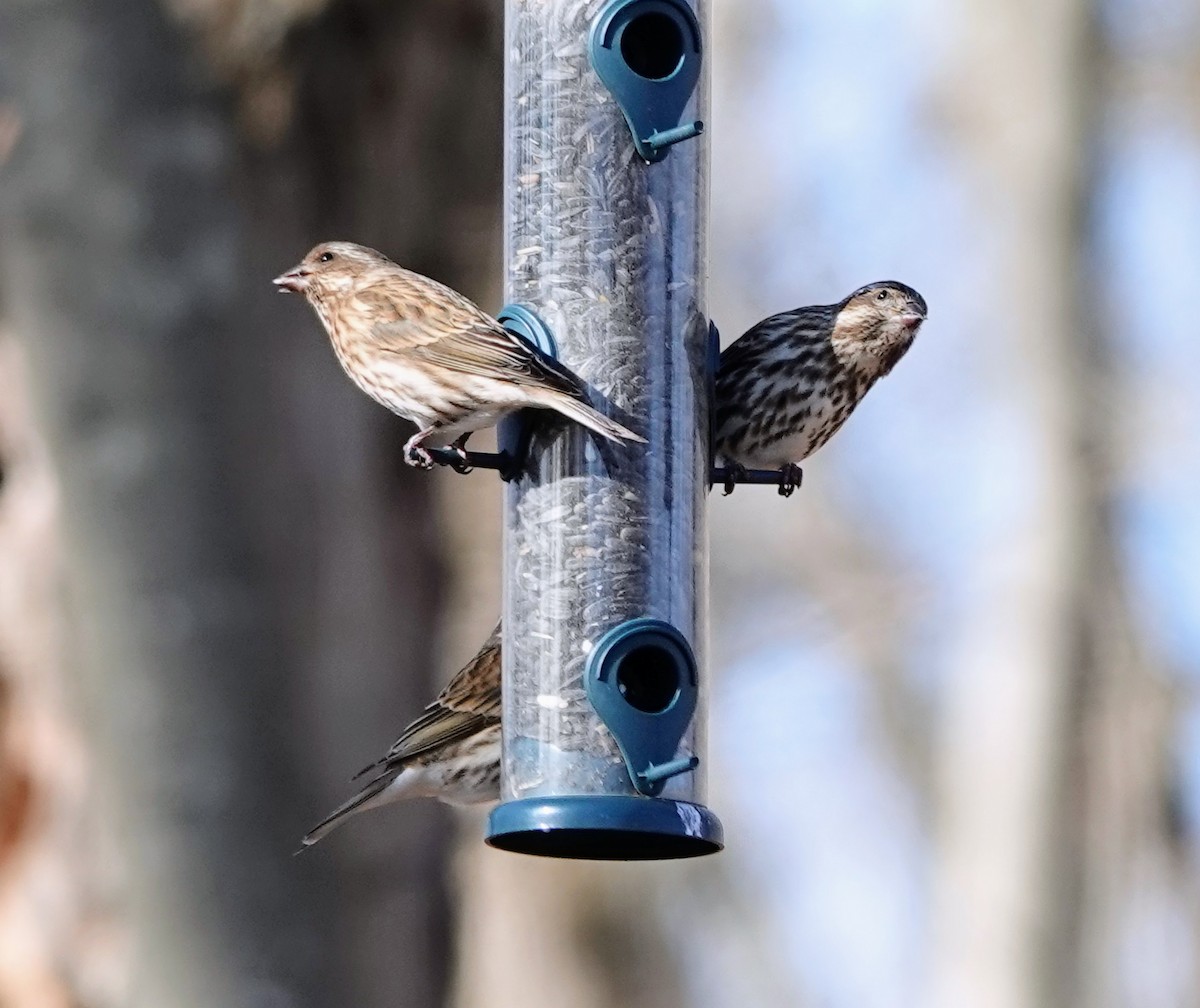 Purple Finch - Celeste Echlin