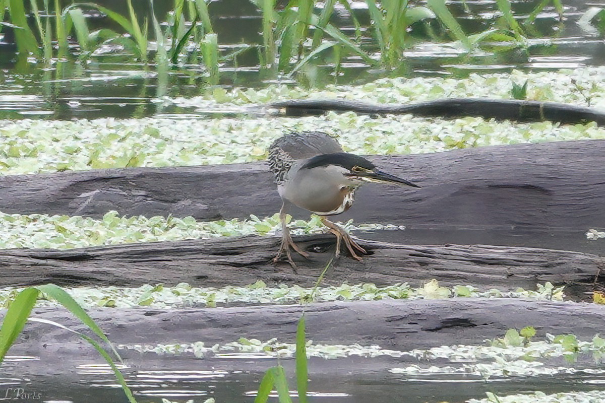 Rufescent Tiger-Heron - ML613575618