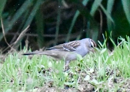 White-crowned Sparrow - ML613575627