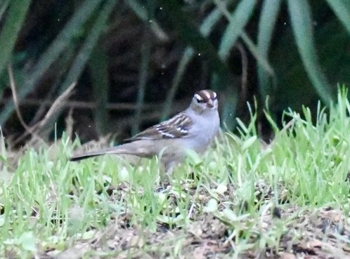 White-crowned Sparrow - ML613575628