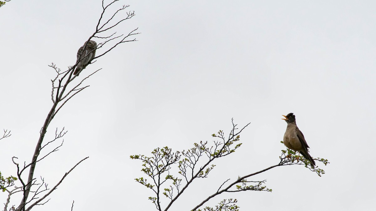 Austral Pygmy-Owl - ML613575639