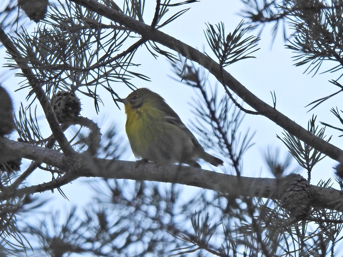 Pine Warbler - Jeff Goff