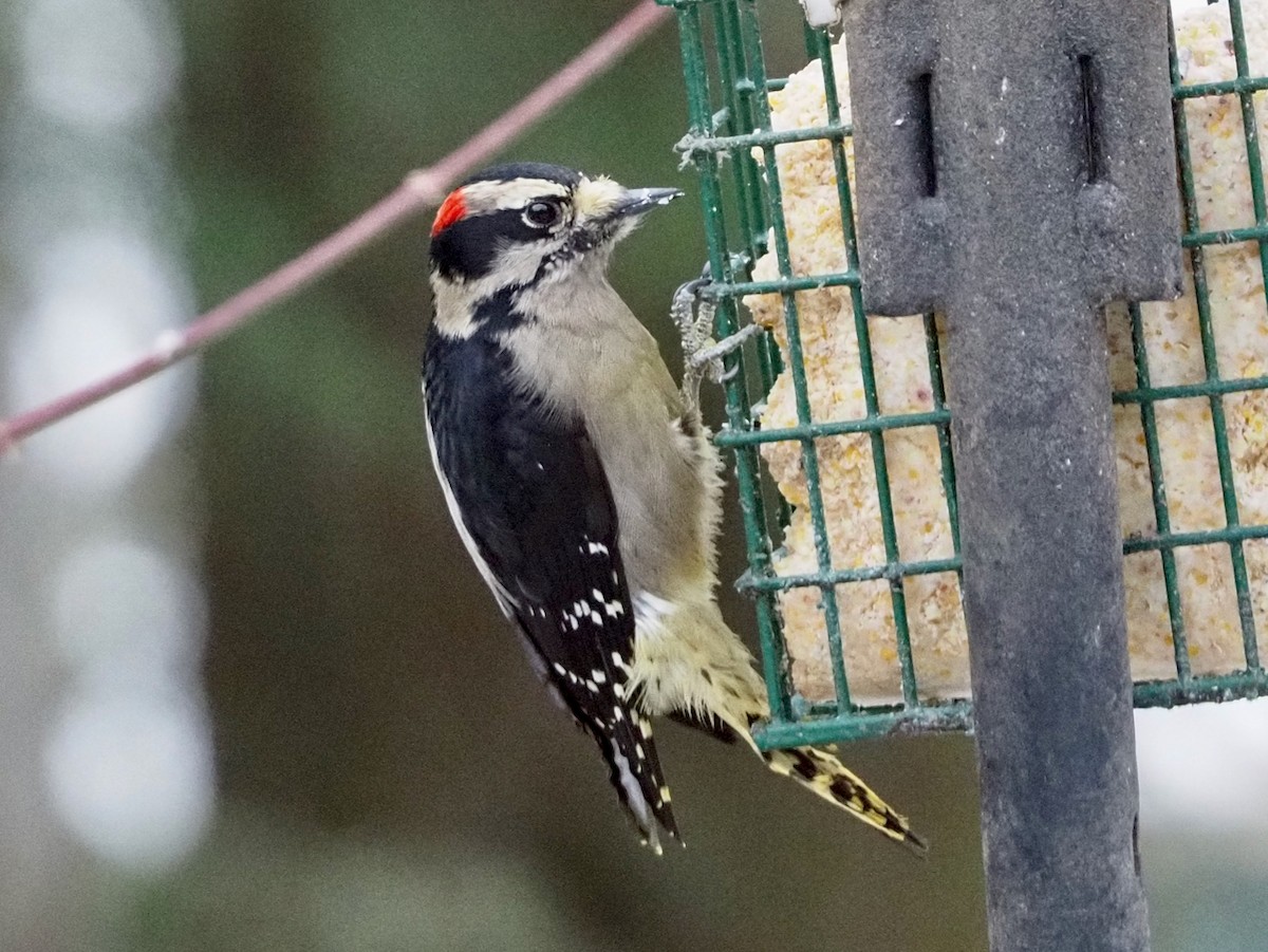 Downy Woodpecker - ML613575686