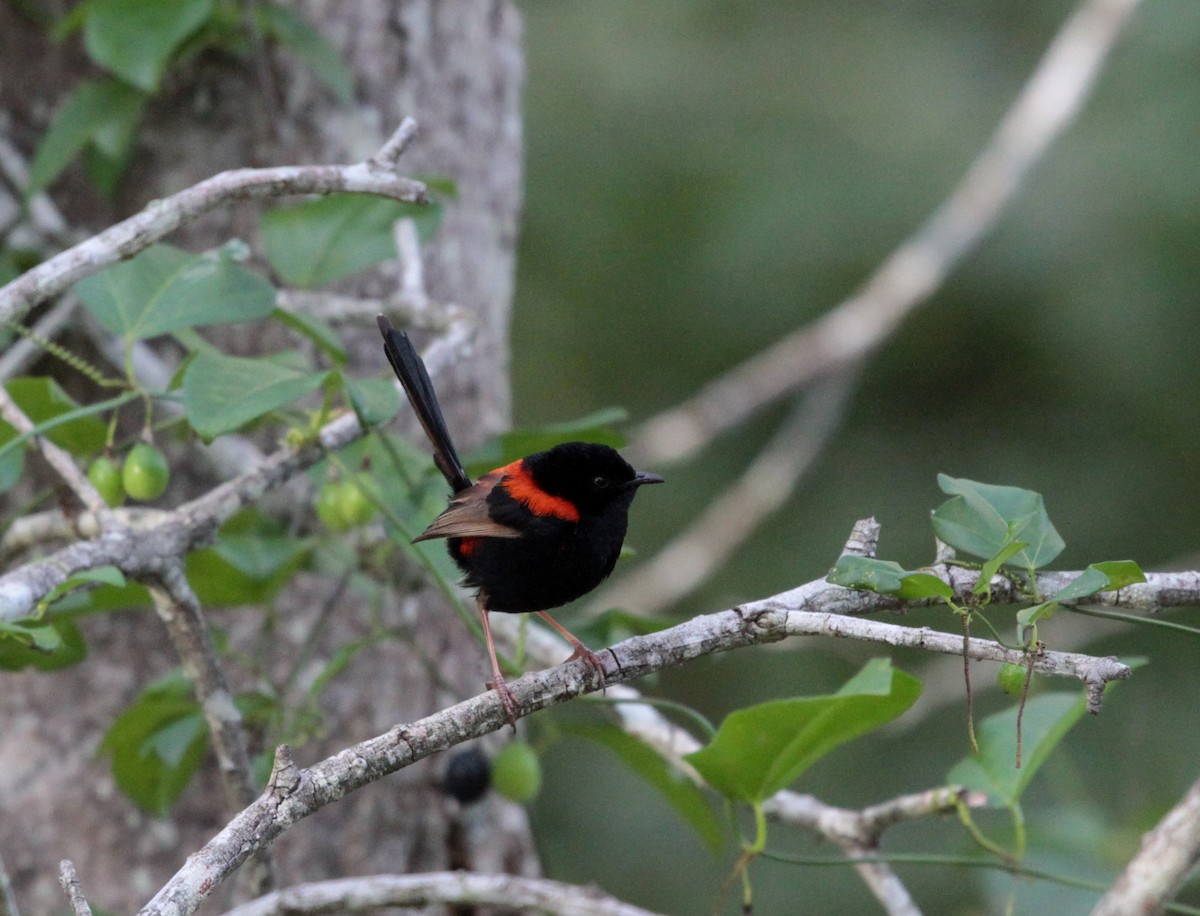 Red-backed Fairywren - Corey Callaghan