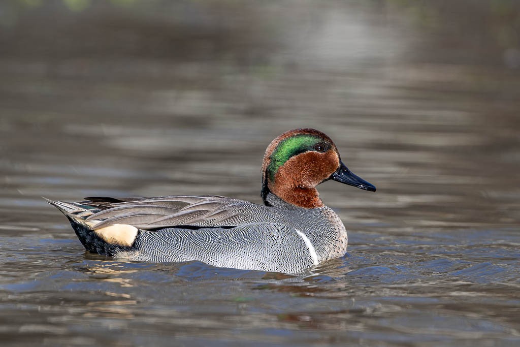 Green-winged Teal - ML613575851