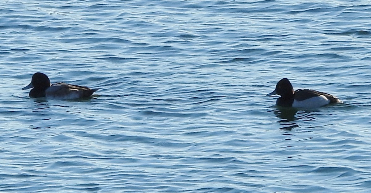 Greater Scaup - ML613575925