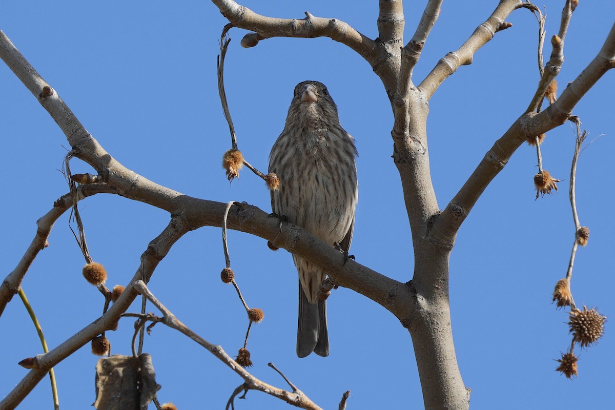 House Finch - ML613575943