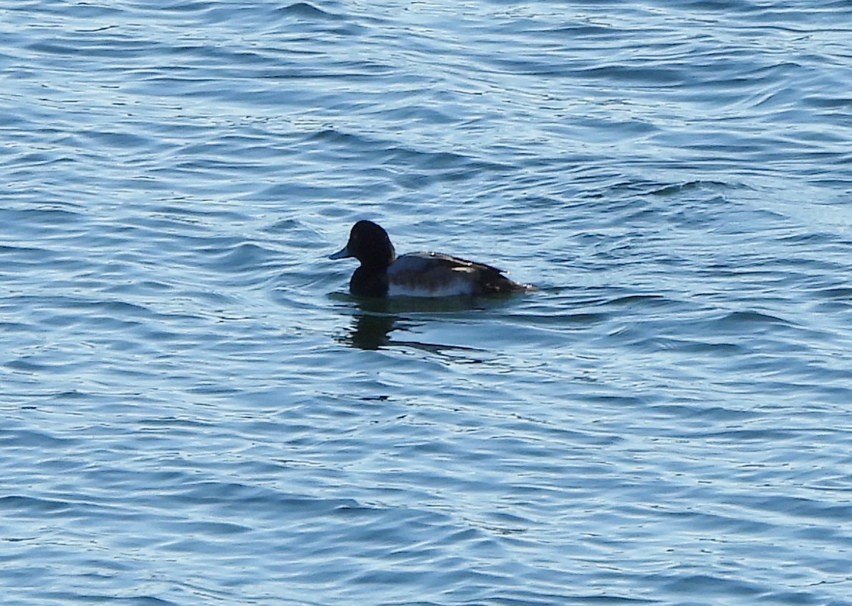 Greater Scaup - ML613575944