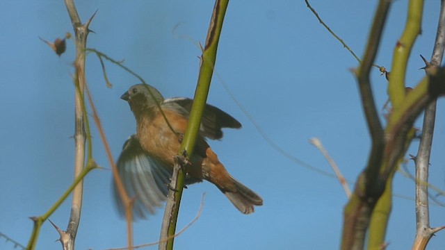 Dark-throated Seedeater - ML613575950