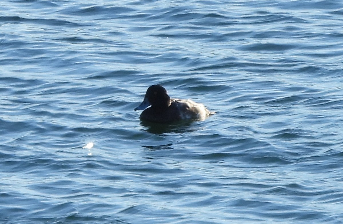 Greater Scaup - ML613575955
