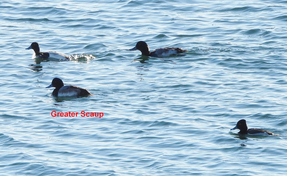 Greater Scaup - ML613575960