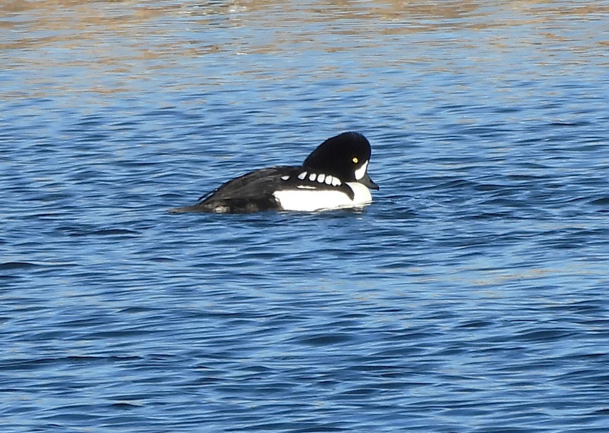 Barrow's Goldeneye - ML613575971