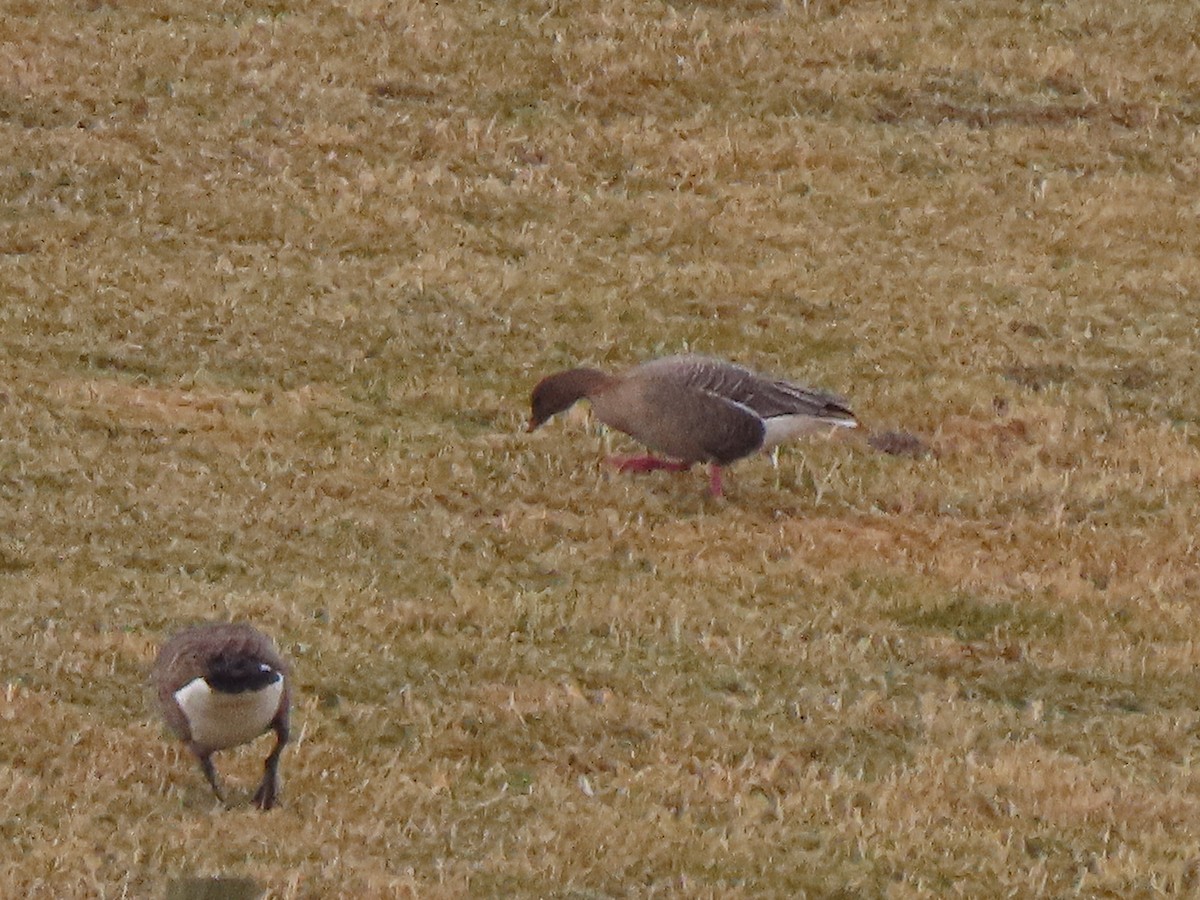 Pink-footed Goose - ML613575988