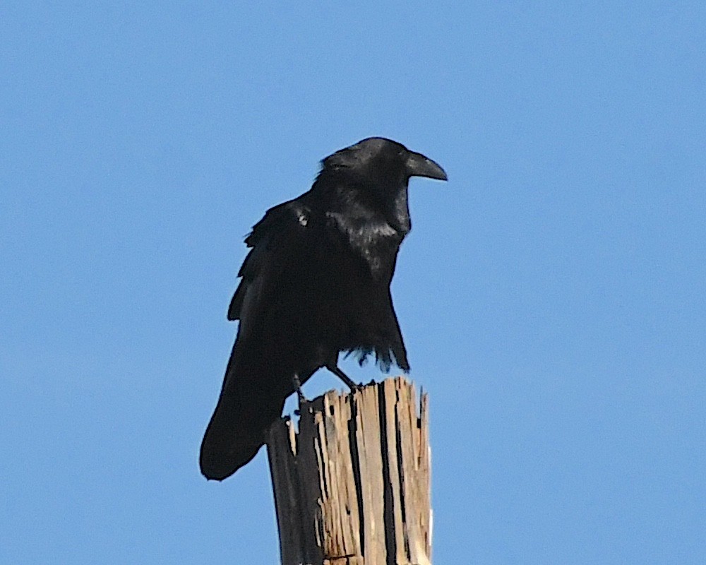 Chihuahuan Raven - Ted Wolff