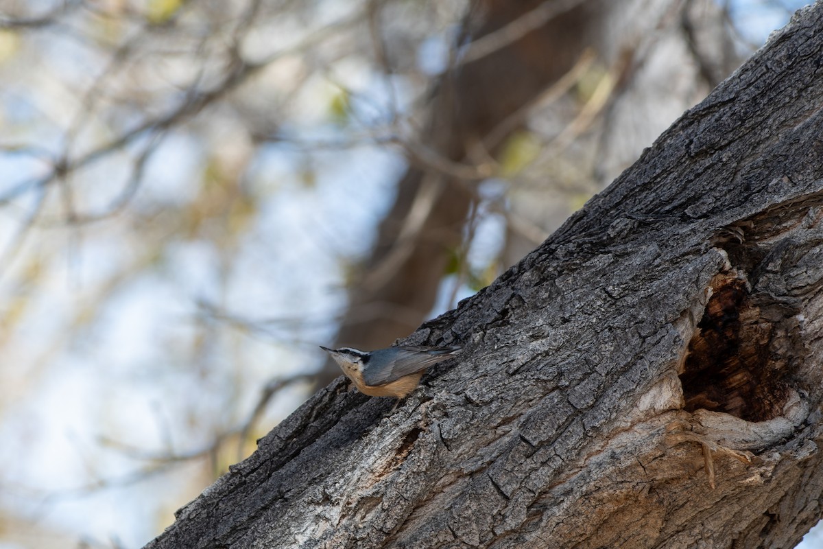 Red-breasted Nuthatch - ML613576143