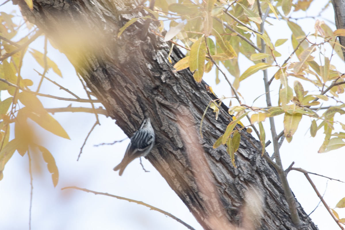 Black-and-white Warbler - ML613576157