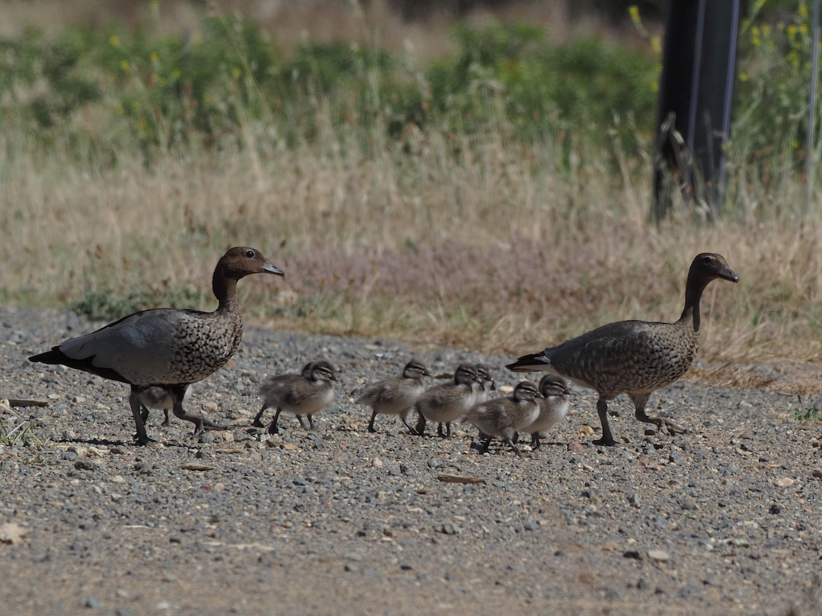 Maned Duck - ML613576282