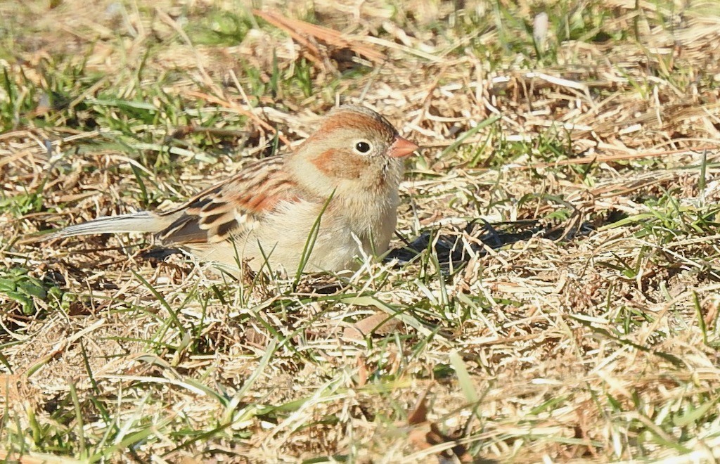 Field Sparrow - ML613576317