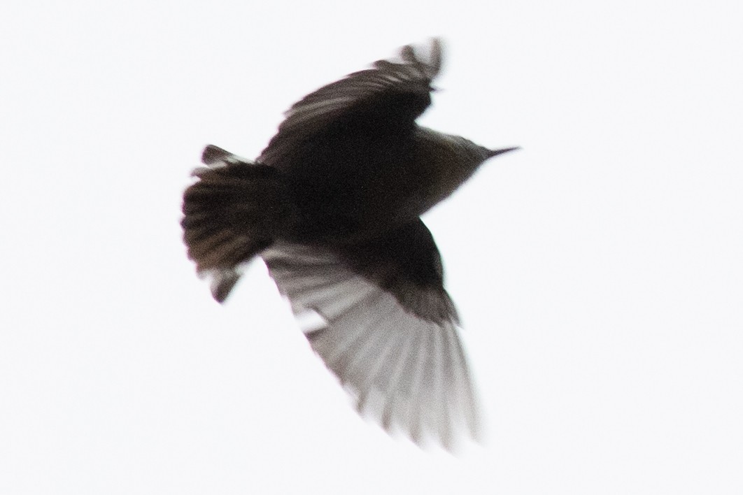 Brown-headed Nuthatch - David Brown