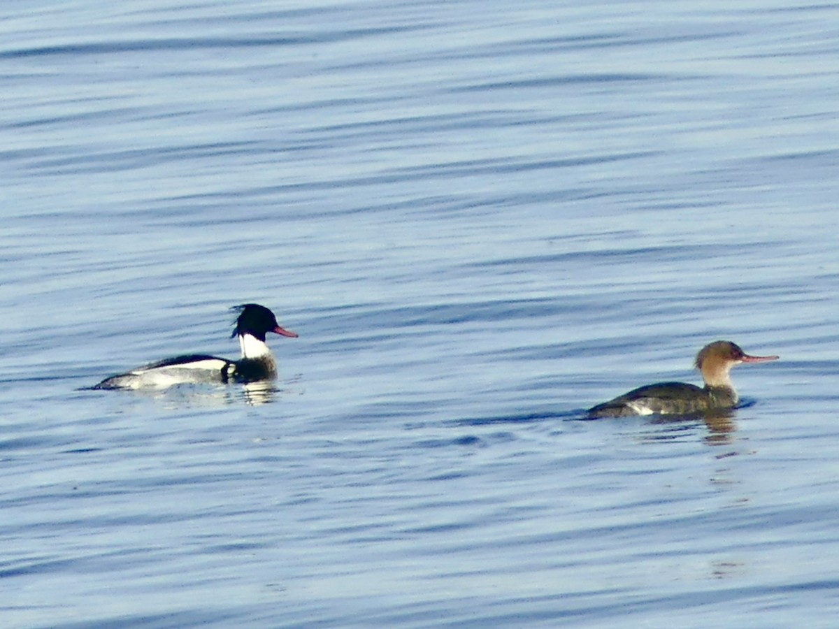 Red-breasted Merganser - ML613576360