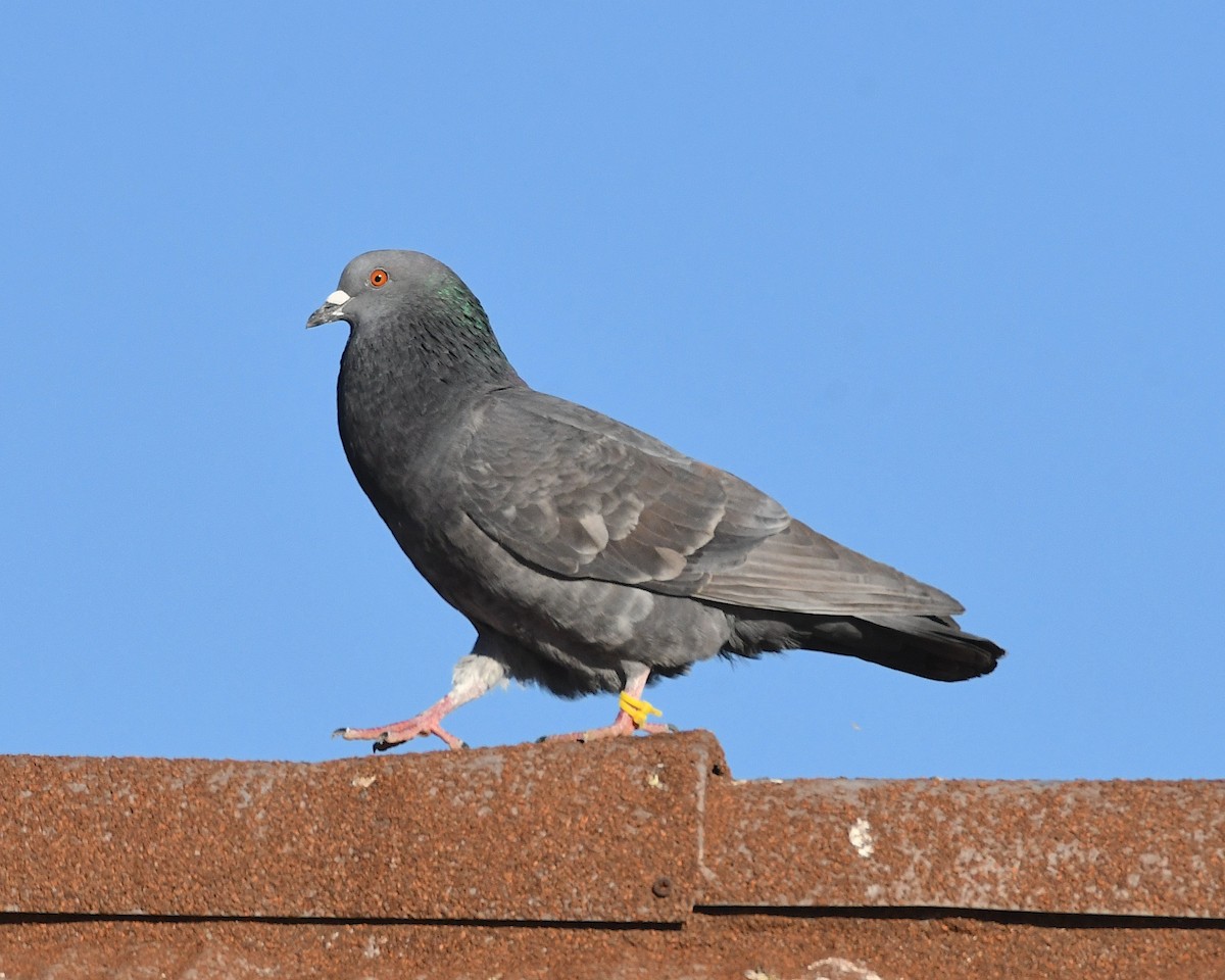 Rock Pigeon (Feral Pigeon) - Ted Wolff