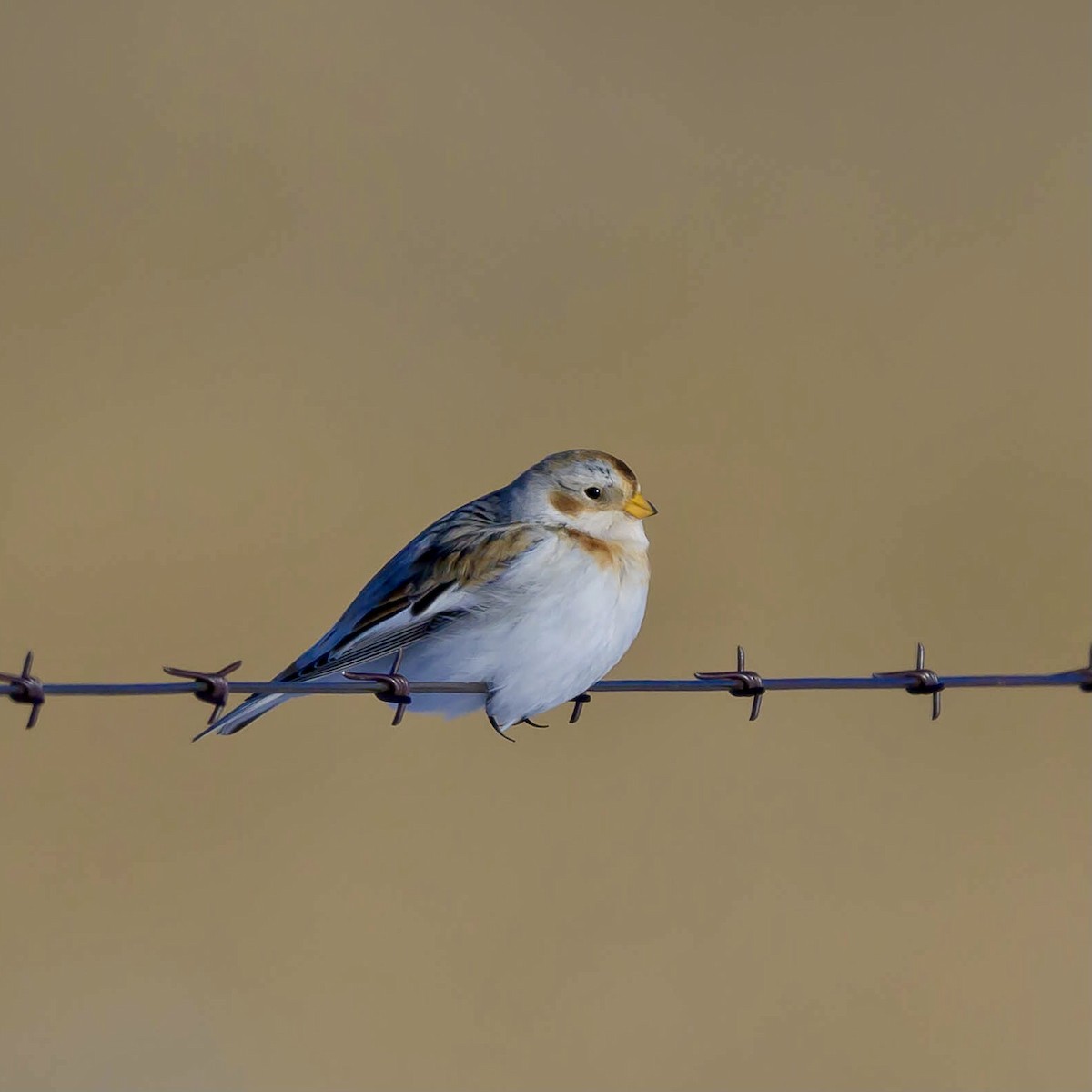 Snow Bunting - ML613576452