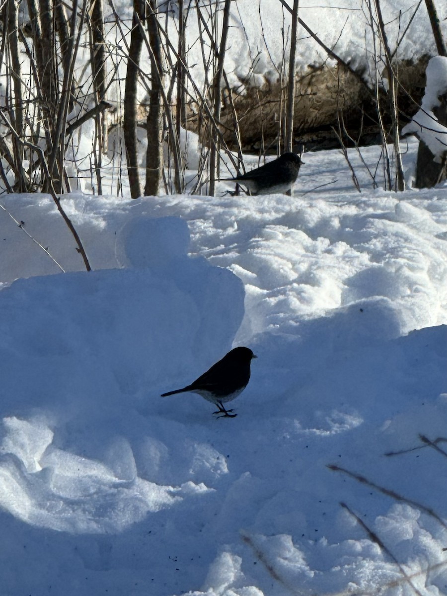 Dark-eyed Junco - ML613576455