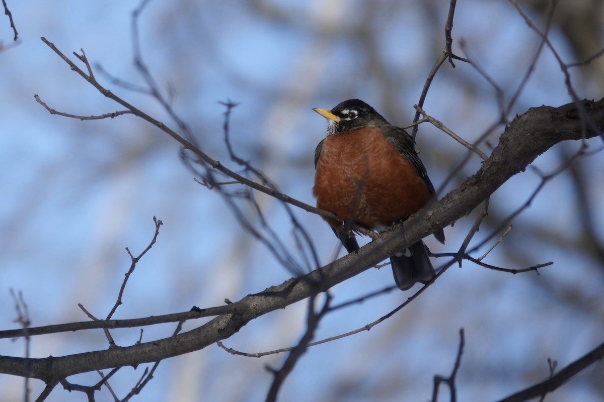 American Robin - ML613576461