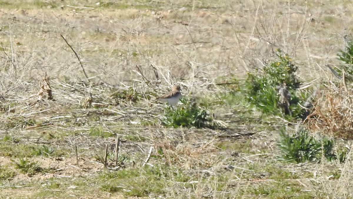 Mountain Plover - Chris Dean