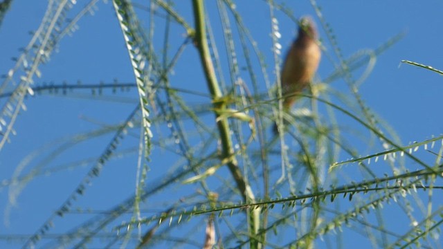 Dark-throated Seedeater - ML613576470