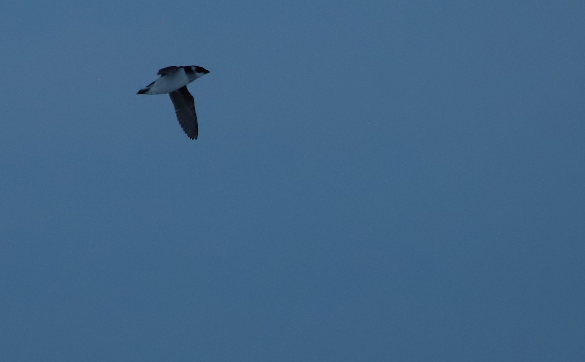 Dovekie - ML613576516
