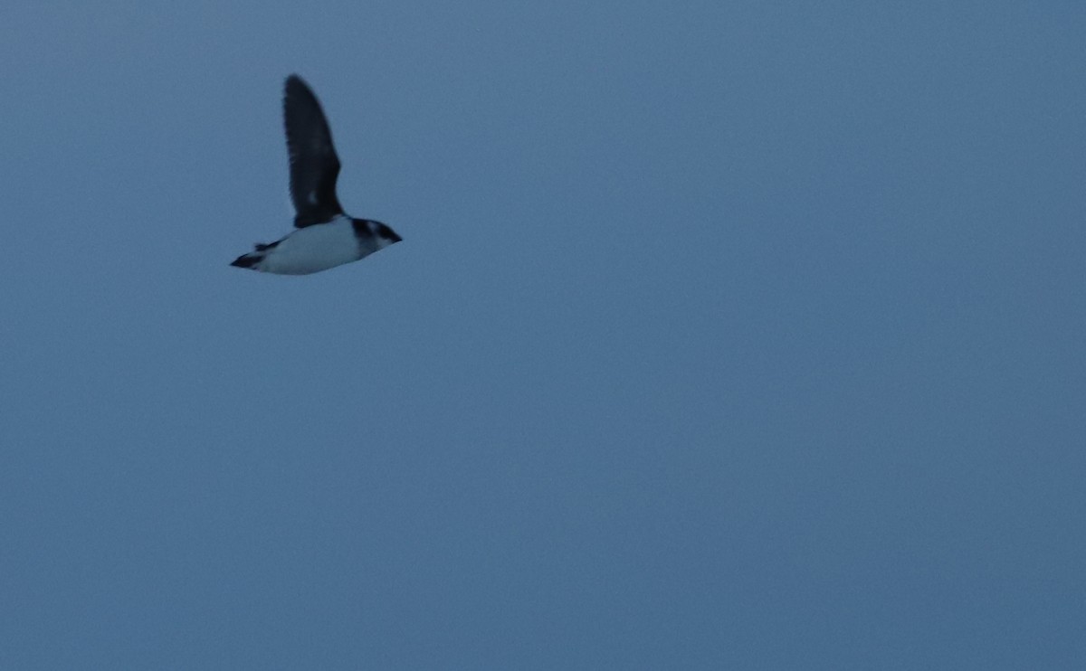Dovekie - ML613576527
