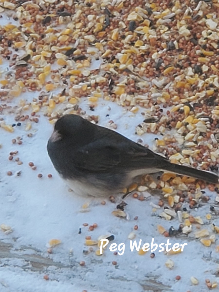 Dark-eyed Junco - Peg  Webster