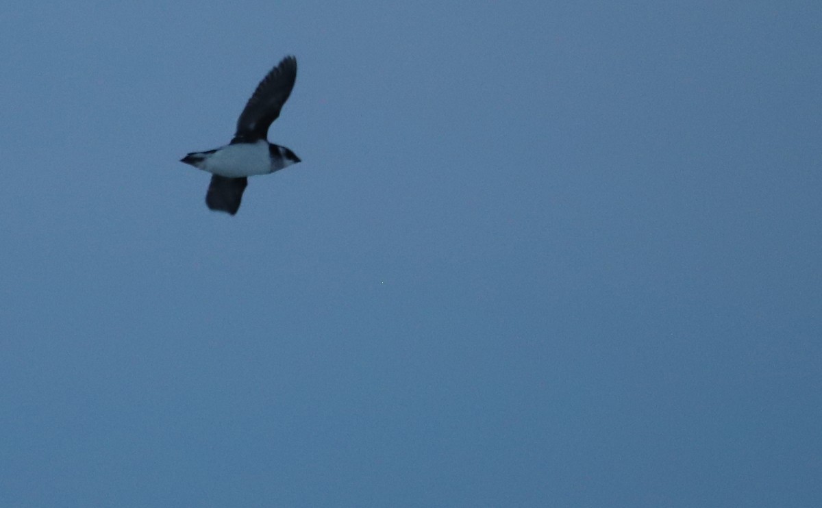 Dovekie - ML613576532
