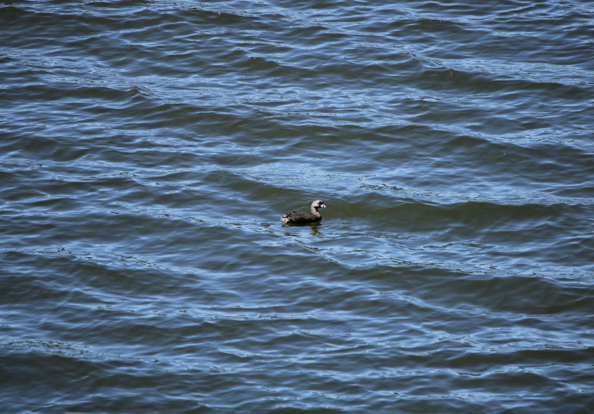 Pied-billed Grebe - ML613576552