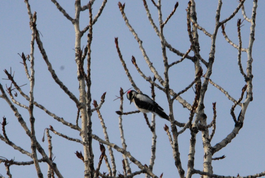 Downy Woodpecker - ML613576650