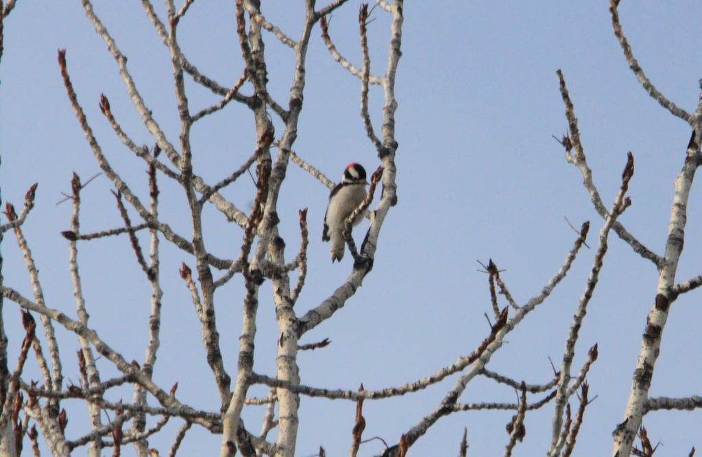 Downy Woodpecker - ML613576659