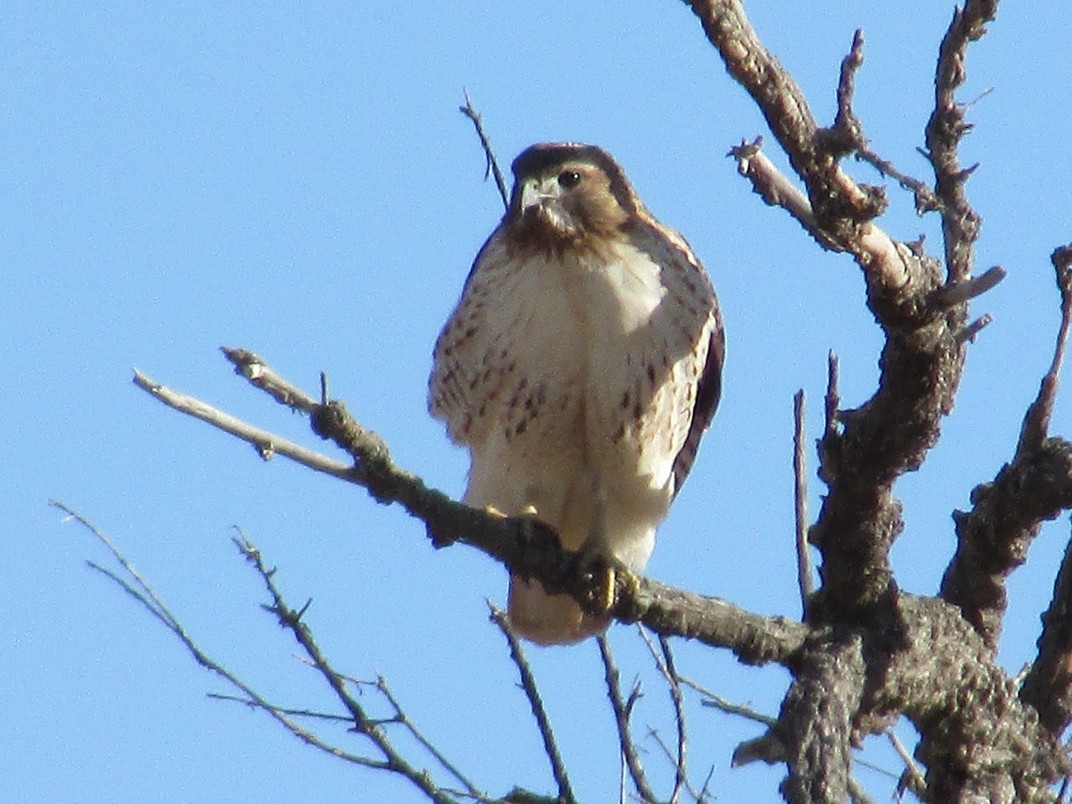 Red-tailed Hawk - ML613576682