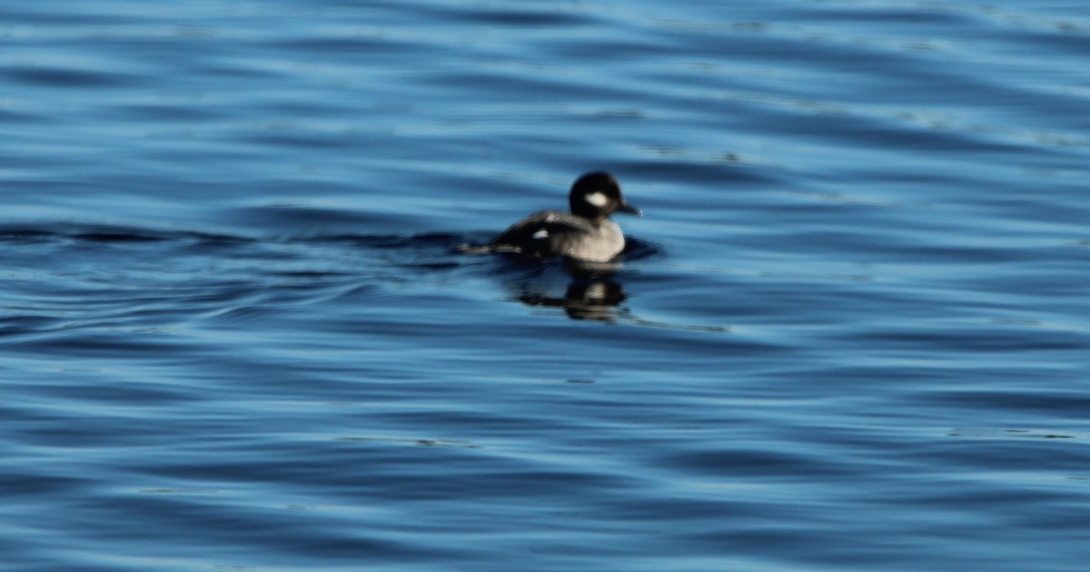 Bufflehead - Bob Heitzman