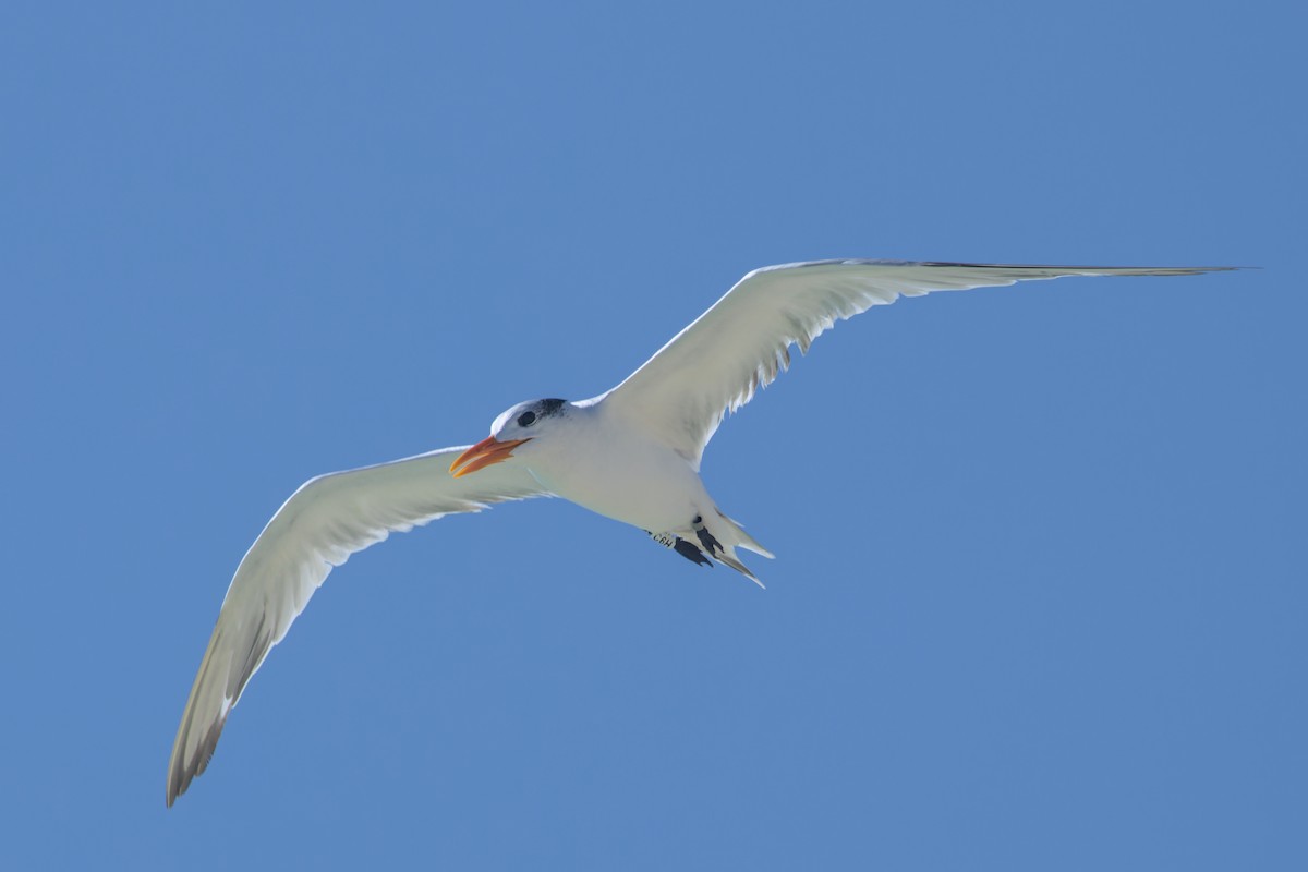 Royal Tern - ML613576720