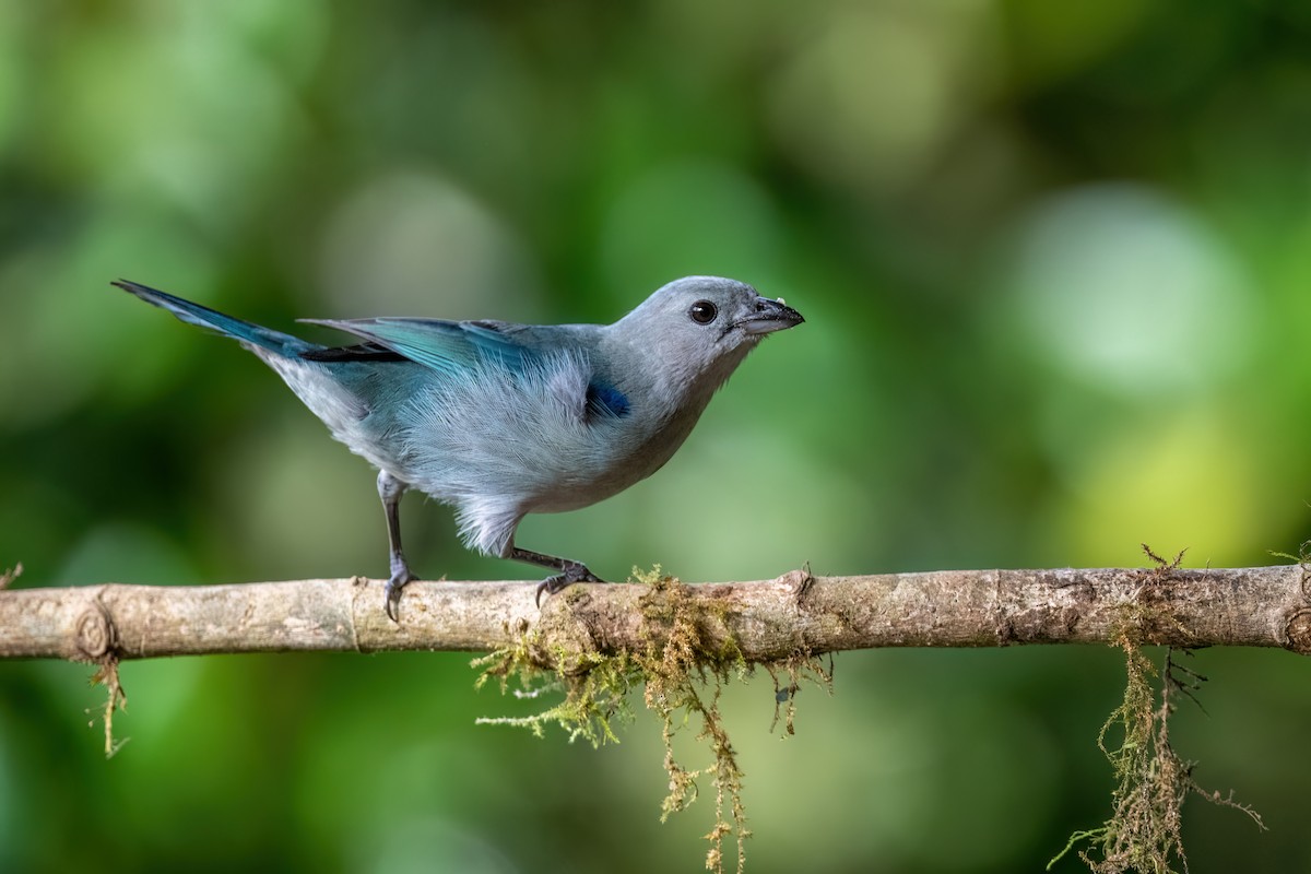 Blue-gray Tanager - ML613576806