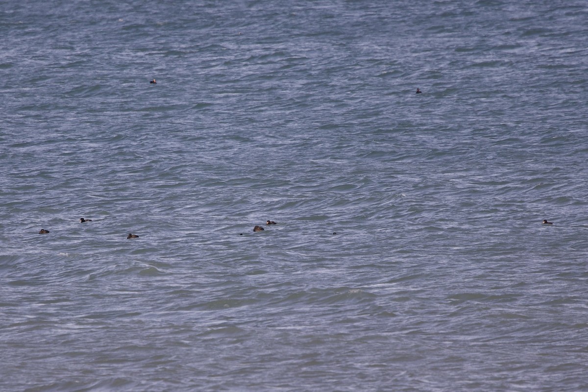 Surf/Black Scoter - Mimi Brenninkmeijer