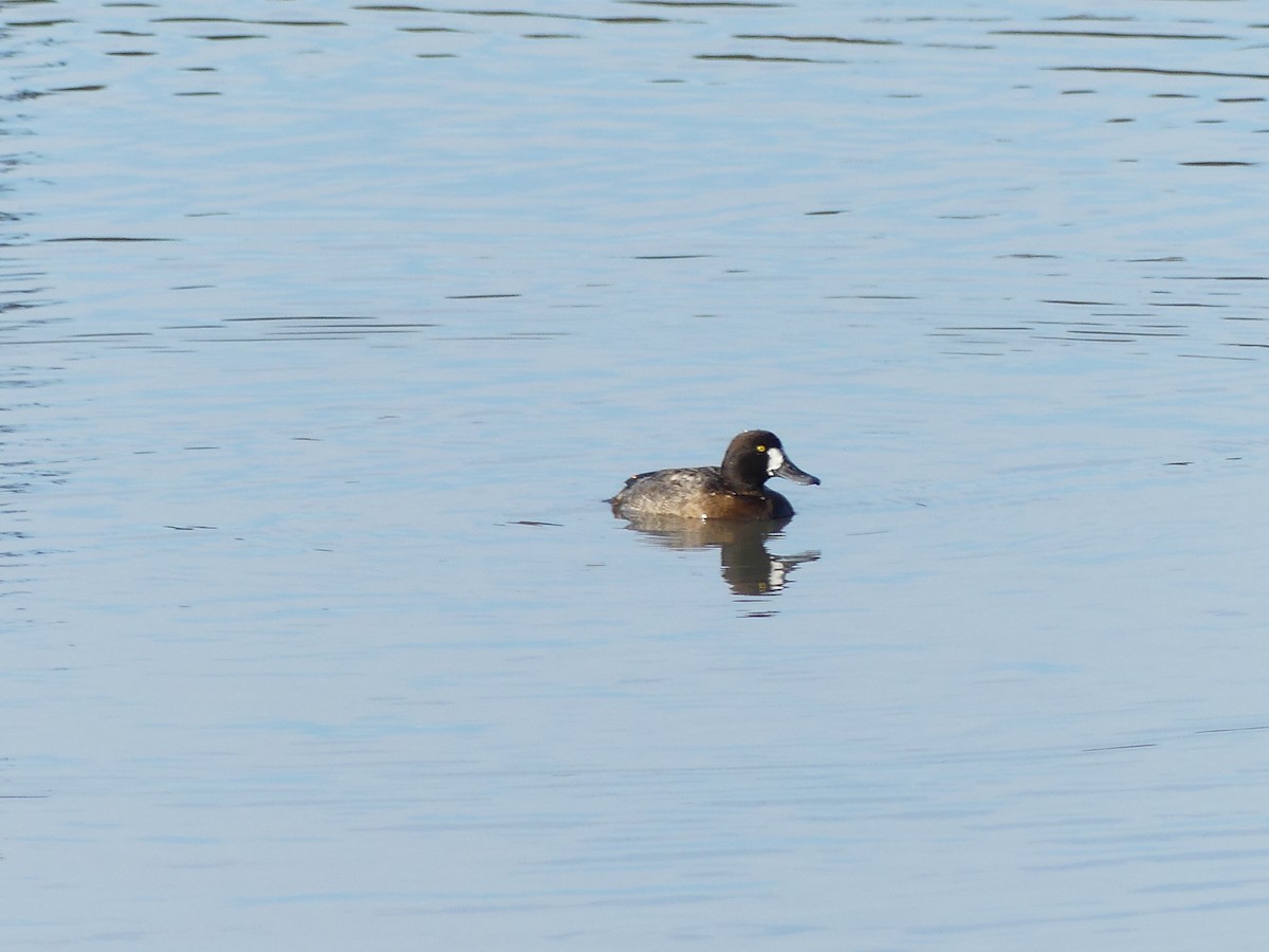 Greater Scaup - ML613576899