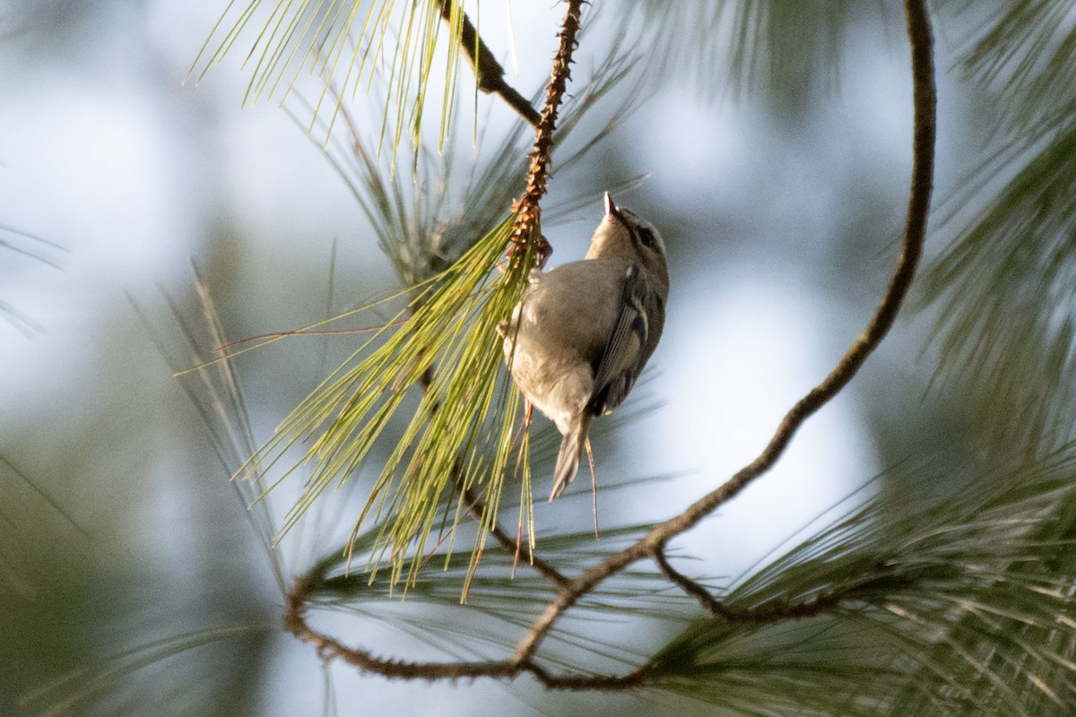 Golden-crowned Kinglet - ML613577016