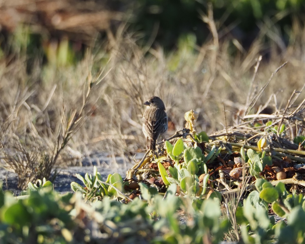 House Finch - ML613577094