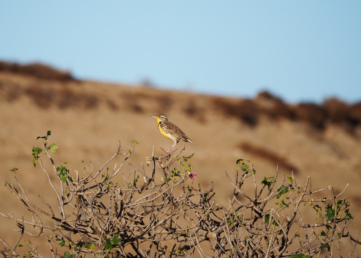 Western Meadowlark - ML613577109