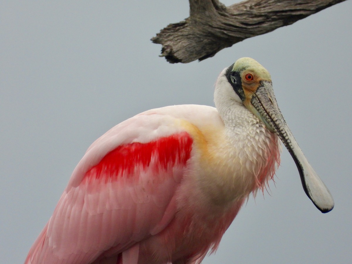 Roseate Spoonbill - ML613577110