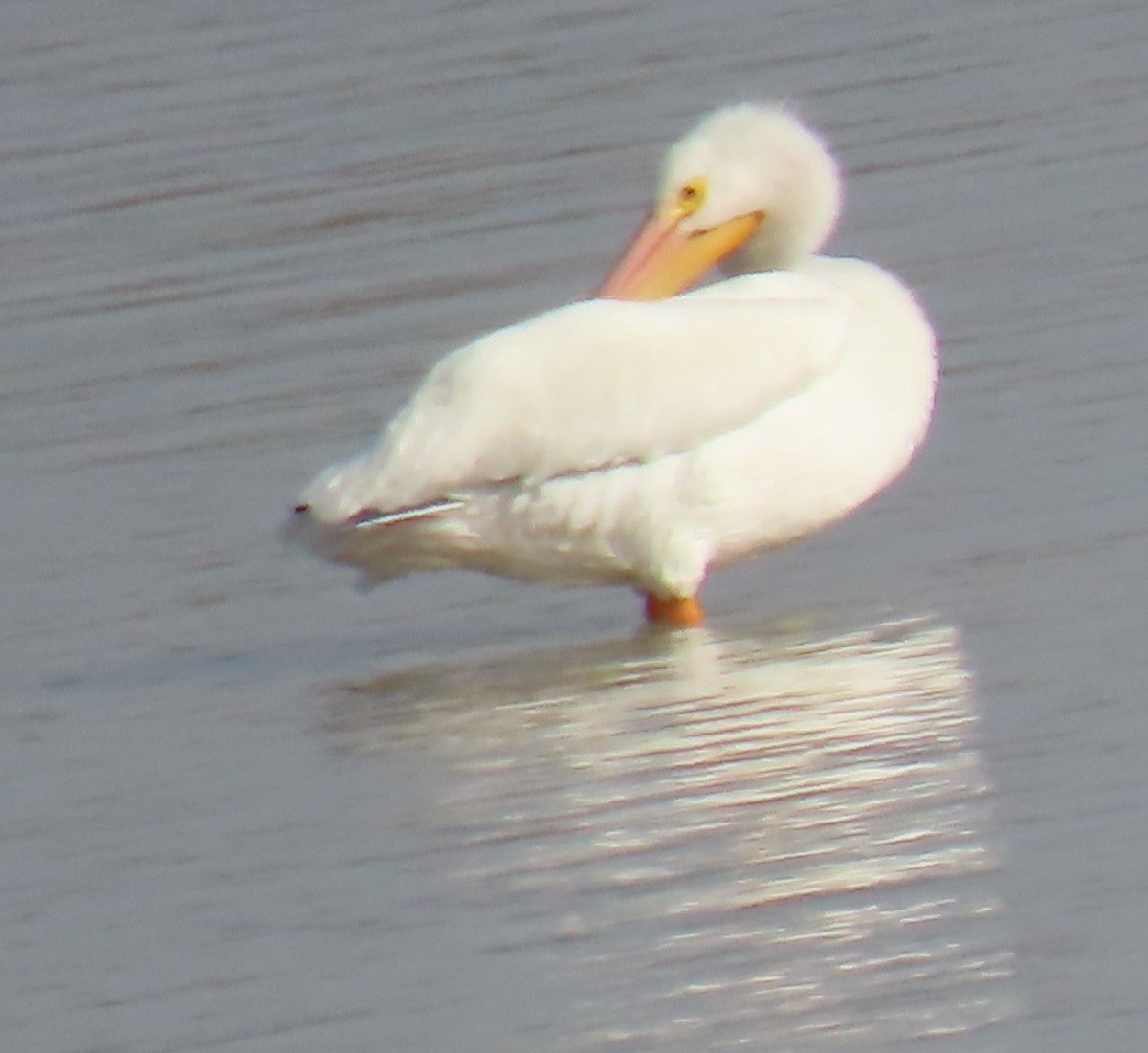 American White Pelican - ML613577112